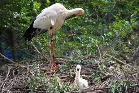 親鳥に守られたコウノトリのこども