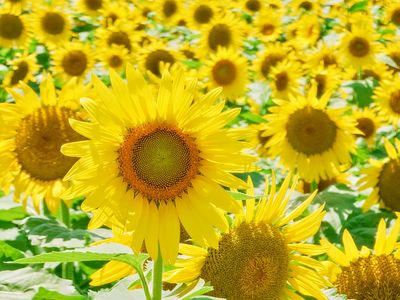 きれいな黄金比、見つけた！