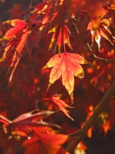 やっぱり紅葉！