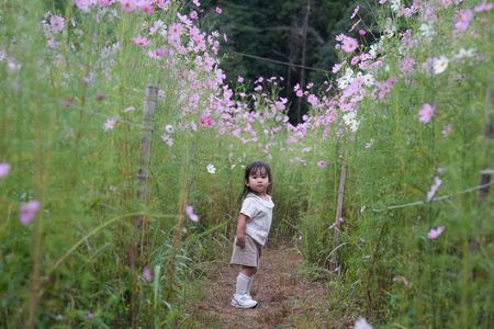 大阪府・とよのコスモスの里