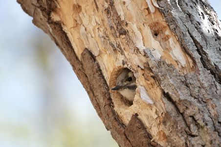 すっぽり収まるコゲラ