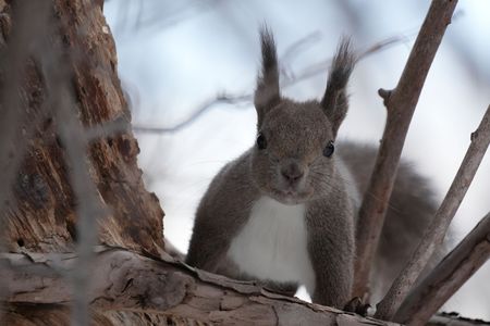 目の前にエゾリス