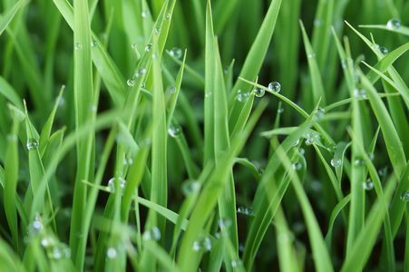 新鮮な朝（Fresh ｍorning）