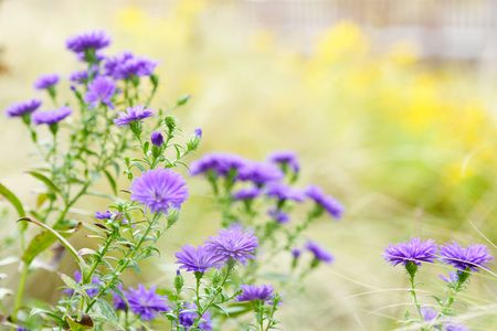 幸せなまどろみ