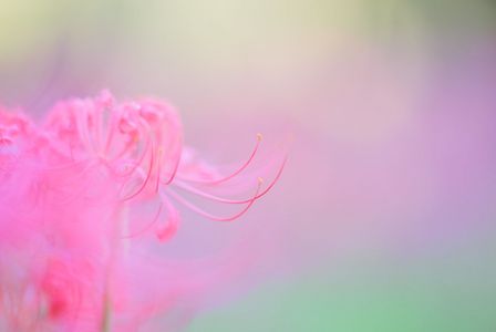 秋はこの花から