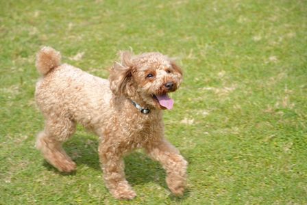 ペット自慢2024_犬#