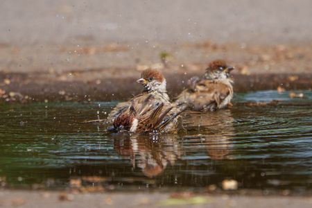 水溜まりで水浴び
