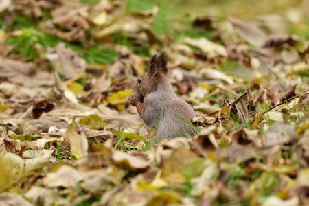 孤独のグルメ～秋