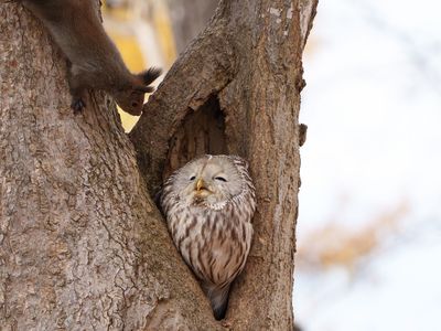 勇敢なちょっかい