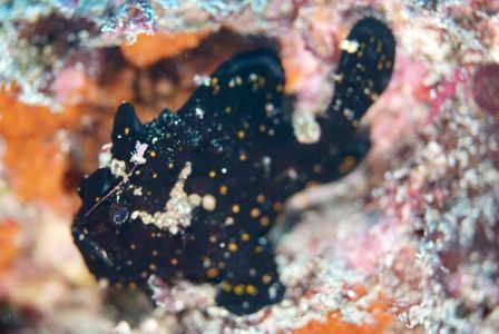 カエルアンコウ