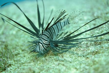 ハナミノカサゴ