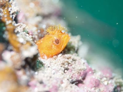 つぶらな瞳で何を見つめる？