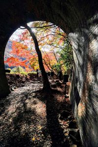 今に開くいにしえの道