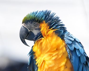 インコ、ブチギレ！？