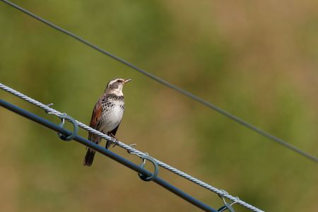そこにいることもあるんだ