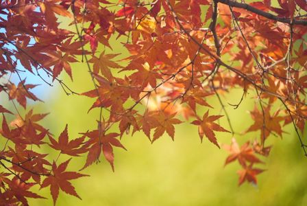 紅葉