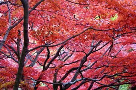 紅葉のなかのうねった枝