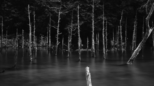 一ノ股の水没林