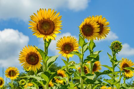 青空とひまわり
