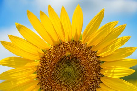 青空と向日葵とみつばち