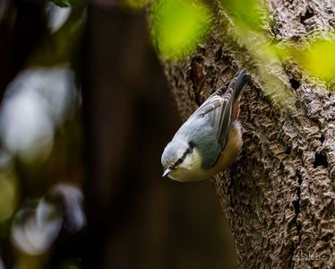 餌があったかな？ゴジュウカラさん。