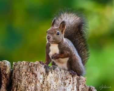 可愛い仕草のエゾリーちゃん。