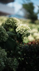 アメリカノリノキ