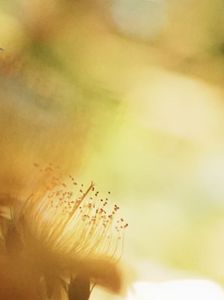 Hypericum monogynum L.