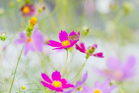 コスモスとイチモンジセセリ
