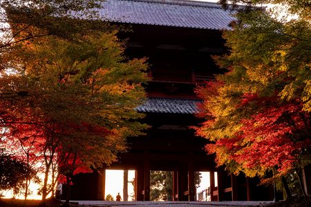 夕日を浴びる紅葉