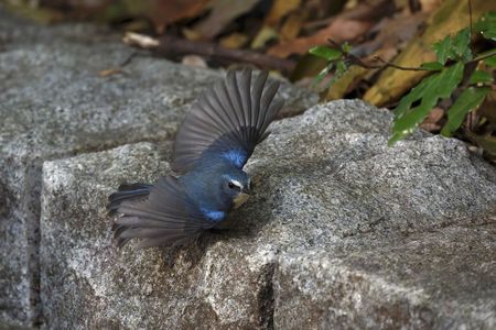 『飛びます 飛びます』