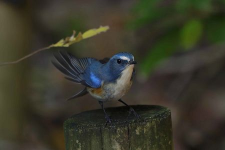 いつもの公園のルリビタキ