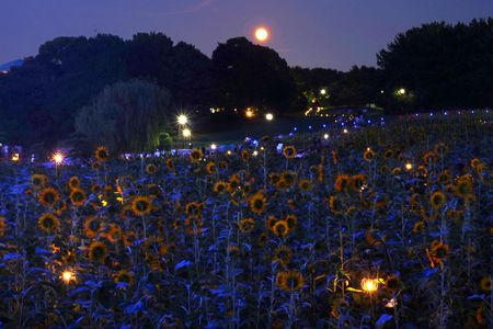 向日葵の月見