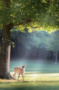 朝日に照らされる奈良公園