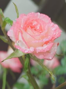 雨上がりのバラ