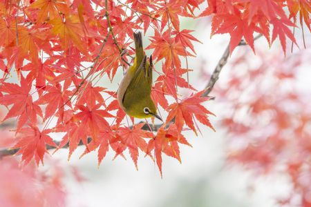 あーらよっと！