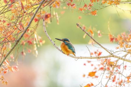 新春初翡翠飛来