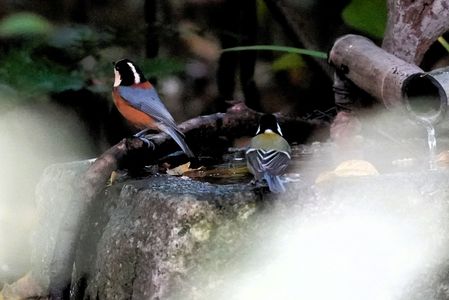 二羽の違い分かるかな？