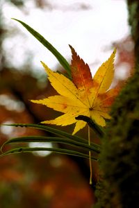 植物園のもみじ葉