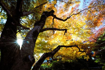 秋模様・青蓮院