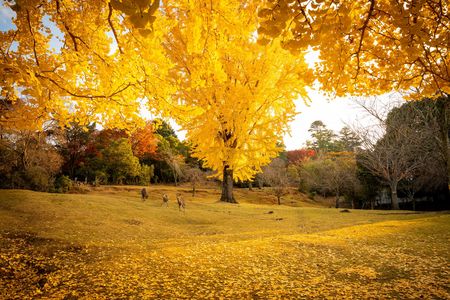 銀杏と鹿
