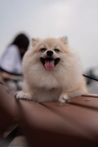 Smile dog