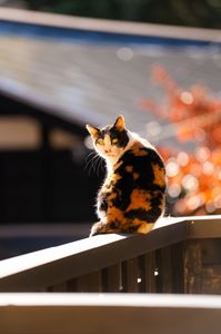 秋の温泉街にいる猫