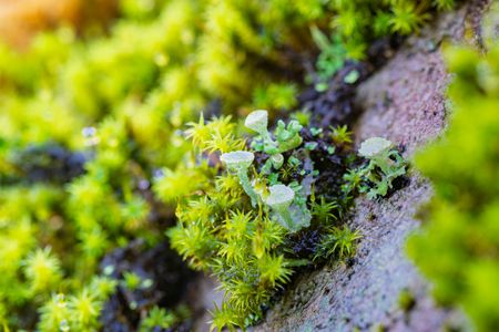 ヒメジョウゴゴケ