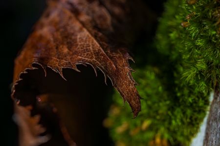 枯れても尚、美しい