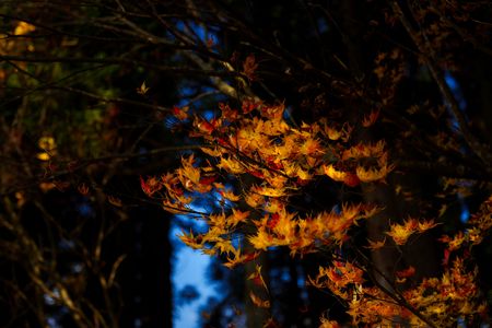 木漏れ日に浮かぶ秋