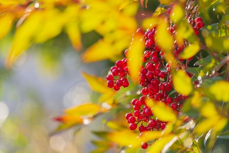 Where Light Meets Red