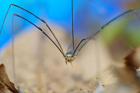 クモじゃないのよ、ザトウムシ