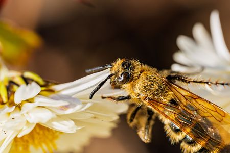 越冬準備のハラナガツチバチ