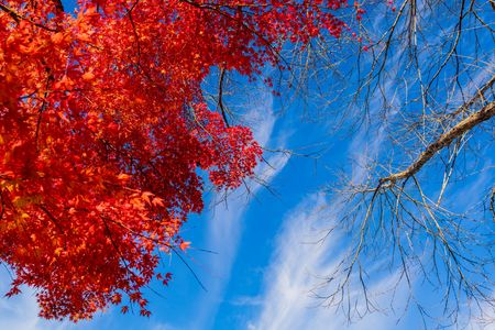 秋晴れの空を見上げる